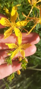FOTO 3 PÉTALOS 2